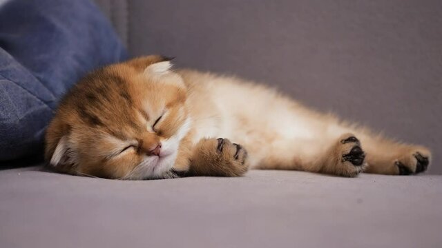 Scottish Fold cat kitten falls asleep. Scottish kitten sleeping