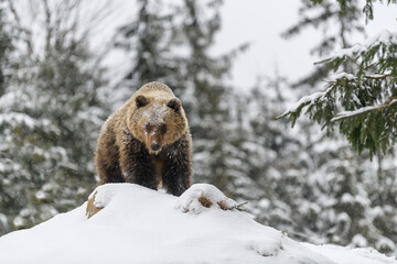 Obraz premium Close wild big brown bear in winter forest