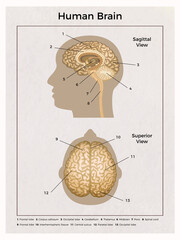 Human Brain Anatomy Composition
