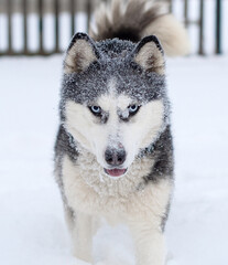 siberian husky dog