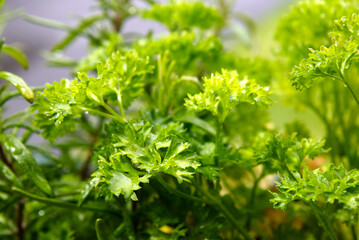 Close-up of a parsley plant