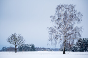 Winter in the countryside. Winter rural landscape, snow-covered field. Trees in the field.