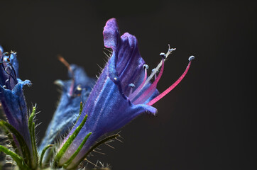Close-up of a beautiful flower with purple petals and long pistils