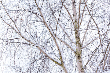 Fototapeta na wymiar Birch branches covered with snow. Winter in the woods and in the countryside. Tree covered with white fluff.