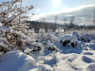 Snowy forest winter, for cross-country skiing in the Czech Republic