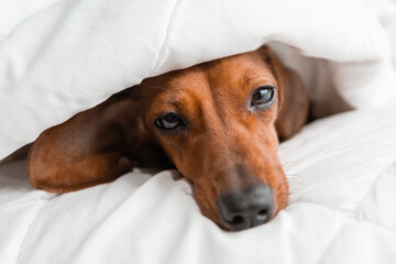 dachshund lies in the bed. white cotton blanket, space for text