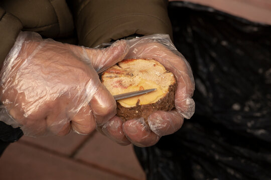 manweed, latin mandragora officinarum.mandragora officinarum in man's hands.herbs.medicinal cream. Adam otu. Adem otu