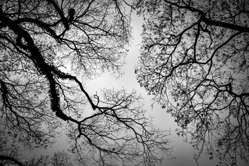 black and white trees with contrast