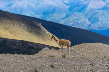 beautiful vicuñas in the chimborazo 