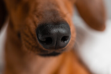 nose dachshund close-up