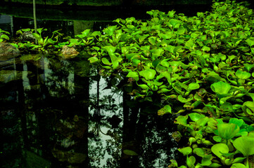 leaves in the water