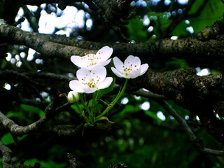 white pear flowers on the tree