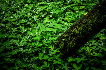 green moss on the floor and tree