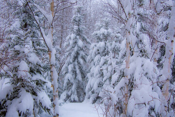 Winter landscape during a heavy snowfall
