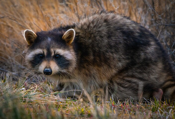 Closeup of an adorable raccoon on the ground around the Great Salt Lake in Utah, the US © Shirley Szeto/Wirestock