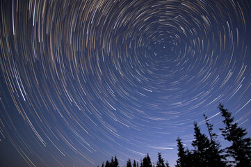 Star trails in the night sky in the forest