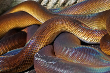 Colourful snake body skin with pattern close-up view