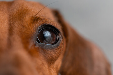 eye dachshund close-up