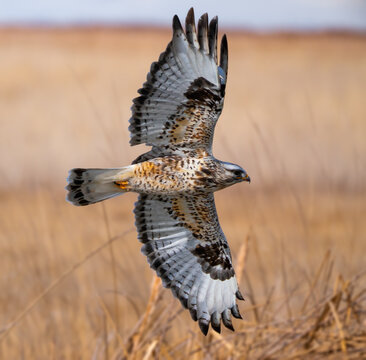 Closeup of a flying rough-legged hawk under the sunlight in Utah, the US