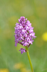 Orchis pyramidal