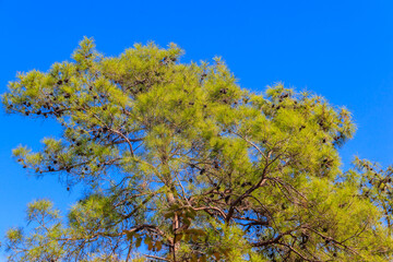 Turkish pine tree (Pinus brutia) against blue sky