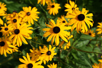 Yellow aster daisy (asteraceae) top view close-up view spring concept