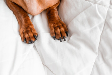 paws dachshund close-up