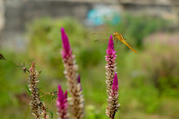 The orange dragonfly on the purple flower