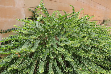 Capparis spinosa, Malta