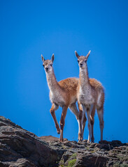 Two very young guanakos pose on hillside