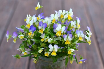 Bouquet of blooming fragrant wild pansy or viola tricolor