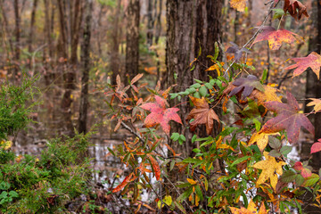 Multi-colored sweet gum leaves in a woods in the Fall