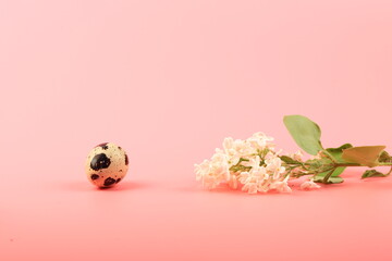 easter spring composition. quail egg and branch of white lilac on pink background