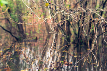 Branches of a bush in a swamp