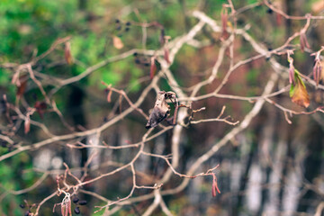 Branches of a bush in a swamp