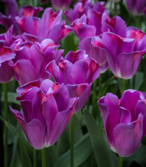 Obraz premium Unusual purple tulips with curly pedals
