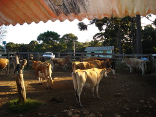 Farm in Brazil