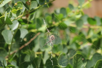 Spider in the capparis spinosa, Malta