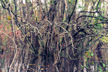 Naklejka na ściany i meble Branches of a bush in a swamp