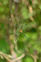 A medium size spider and his web