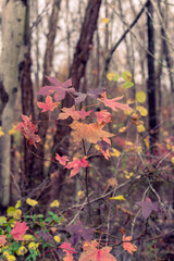Multi-colored sweet gum leaves in a woods in the Fall