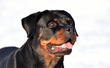 Obraz premium a strong rottweiler dog in the snow