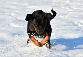 a strong rottweiler dog in the snow