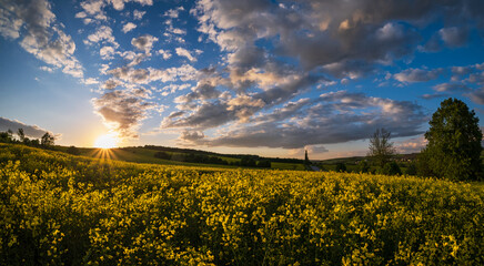 Fototapeta na wymiar Spring sunset rapeseed yellow blooming fields view, blue sky with clouds in evening sunlight. Natural seasonal, good weather, climate, eco, farming, countryside beauty concept.