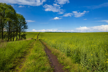 Spring view with rapeseed yellow blooming fields, small grove and dirty road, blue sky with clouds. Natural seasonal, good weather, climate, eco, farming, countryside beauty concept.