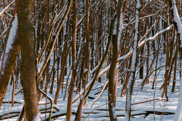 Winter snowy forest on a sunny day. Branches and trunks of trees in the snow