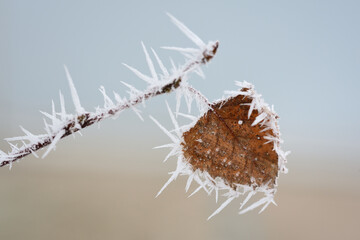 An old dry leaf, covered with frost and ice, hangs from a thin branch