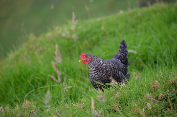 Gallina Jacinta