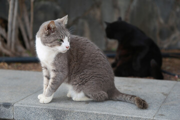 cat on the wall