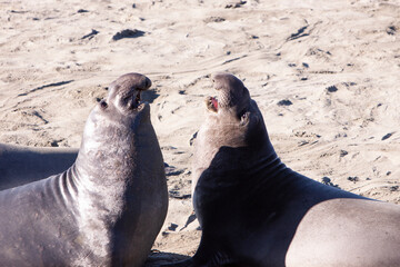 Two elephant seals face off in aggression on the beach to challenge hierarchy 